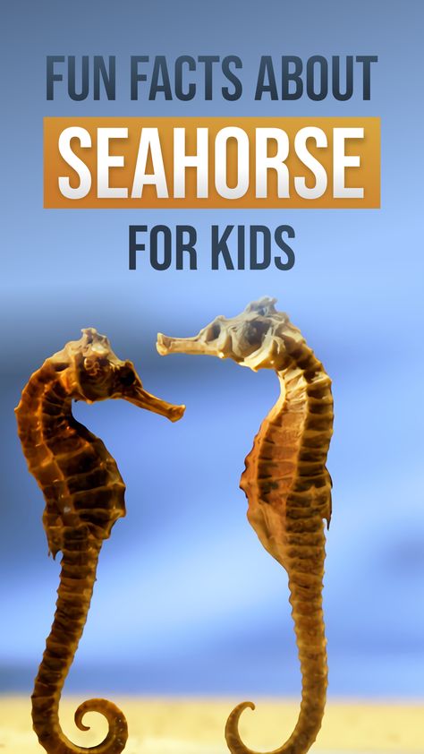 If you are interested in this special creature, then you come to the right place! In this article, you will find out amazing seahorse facts that will blow your mind. From how it was born to its unique skills and habit, you will find them all in our top facts here. #awesomefactsunbelievable #awesomefactsmindblowing #factsyoudidntknow #doyouknowfactsawesome #funfacts Horse Facts For Kids, Seahorse Craft, Seahorse Facts, Kids Facts, Top Facts, Fish Chart, Interesting Creatures, Ocean Theme Classroom, Sabbath School