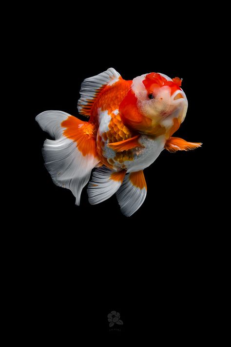 Ranchu Fish, Goldfish Wallpaper, Goldfish Tattoo, Goldfish Art, Goldfish Tank, Bawah Air, Pretty Fish, Golden Fish, Beautiful Sea Creatures