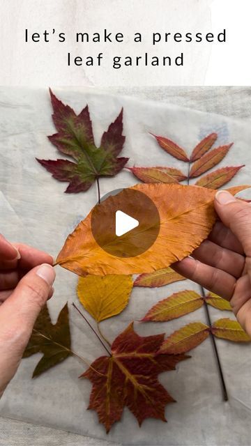 Sarah Robertson-Barnes 🌱 on Instagram: "Leaf decor? For autumn? Groundbreaking 😆🍂  In the fall, I enjoy slowly perusing the forest floor for gems far more than driving around looking at the foliage change. After my walk each morning, I put what I have collected in between the pages of books to press until I decide what to do with them.  This year I found that I was out of beeswax (to dip the leaves in) but still had the remnants of a long forgotten roll of wax paper. Note that wax paper is NOT compostable! I will be saving the used sheets for another upcoming craft and the leaves will end up in the fireplace. Not quite eco, but using what I already have.  What is your favourite kind of leaf? Mine is all the variations of colour in a maple leaf 🍁  #fallleaves #autumnleaves #preservedlea Pressing Fall Leaves, Pressed Leaf Art, Dried Leaves Art, Leaf Craft Ideas, Paper Leaf Garland, Fall Leaf Crafts, Sarah Robertson, Leaves Craft, Pages Of Books