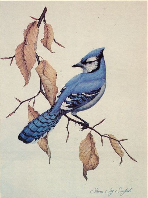 Blue Jay Tattoo, Jay Tattoo, Blue Jay Art, Drawing Magic, Blue Jay Bird, Illustration Botanique, Bird Artwork, Bird Drawings, Painting Drawing