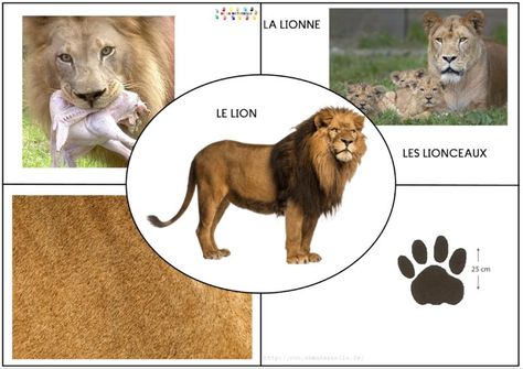 Afrique : les animaux de la savane