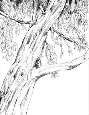 Eucalyptus Trees Take Root in California The Santa Barbara Independent Australian Trees Drawing, Eucalyptus Tree Drawing, Gum Tree Drawing, Eucalyptus Tree Tattoo, Gum Tree Tattoo, Eucalyptus Sketch, Bush Drawing, Tree Branch Tattoo, Mum Wedding