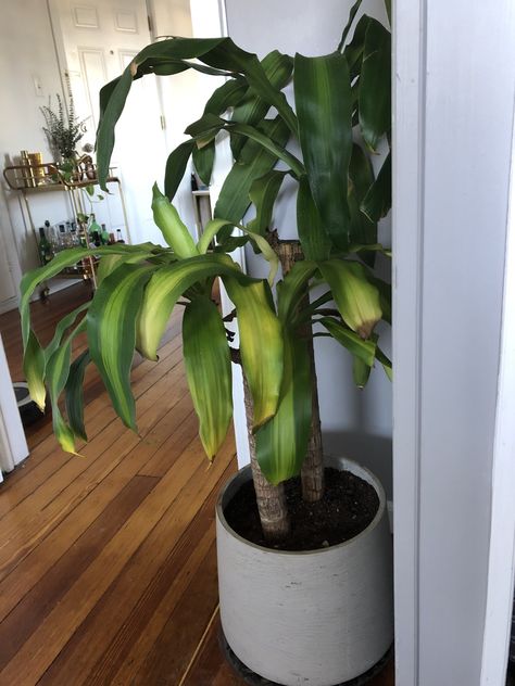 Happy Plant Dracaena, How To Care For Dracaena Plant, Corn Plants Indoor, Dracaena Plant Care Houseplant, Corn Plant Propagation, Brown Leaves On Plants Houseplant, Corn Plant Problems, Draceana Plants, Dracena Plant Care