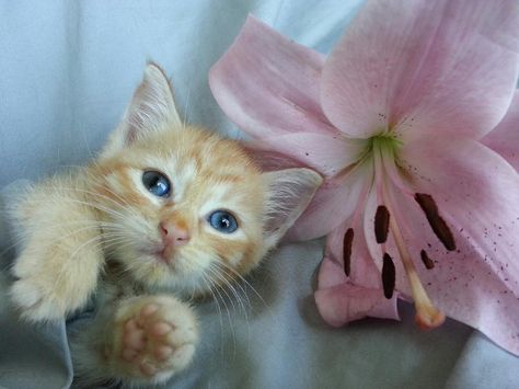 Lilly for kitten Lily Lily Animal, Kittens And Flowers, Kitten With Flowers, Pink Tiger Lily, Lily Cat, Long Haired Orange Kitten, Little Kittens, Cute Creatures, Kittens