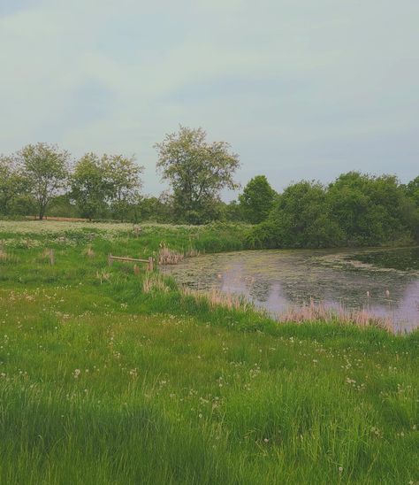 Forest Grass Nature, Green Meadow Aesthetic, Grassy Field Aesthetic, Grass Field Aesthetic, Reading Imagination, Meadow Aesthetic, Pond Aesthetic, Grassy Landscape, Grass Aesthetic