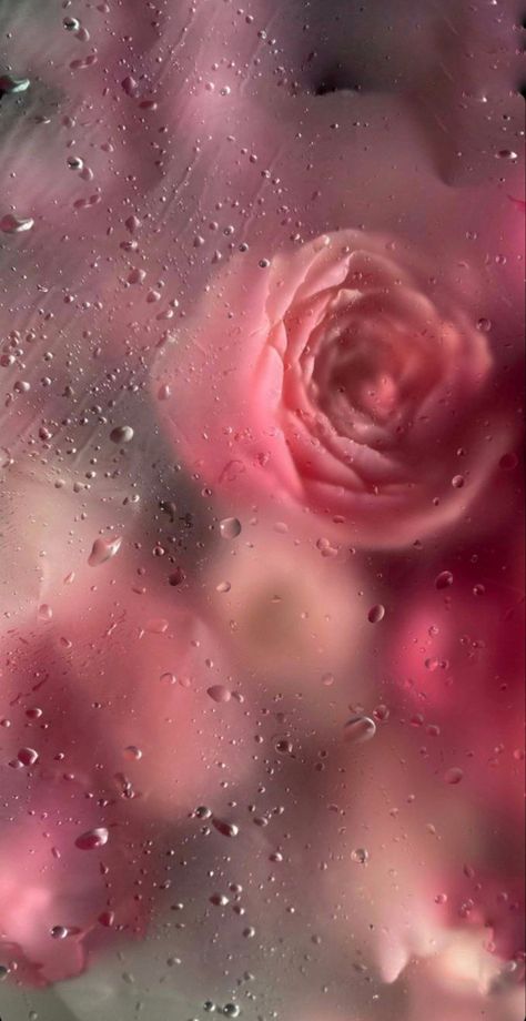 Frosted Flowers, Wet Flowers, Fairy Wallpaper, Floral Cards Design, Flowers Photography Wallpaper, Flowery Wallpaper, Floral Wallpaper Phone, Flower Iphone Wallpaper, Cute Flower Wallpapers