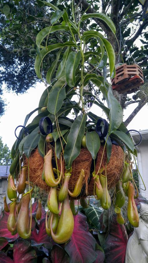 Nepenthes alata Japan Garden, Pitcher Plant, Unusual Plants, Carnivorous Plants, Natural Home Decor, Exotic Plants, Air Plants, Plant Life, Fruit Trees