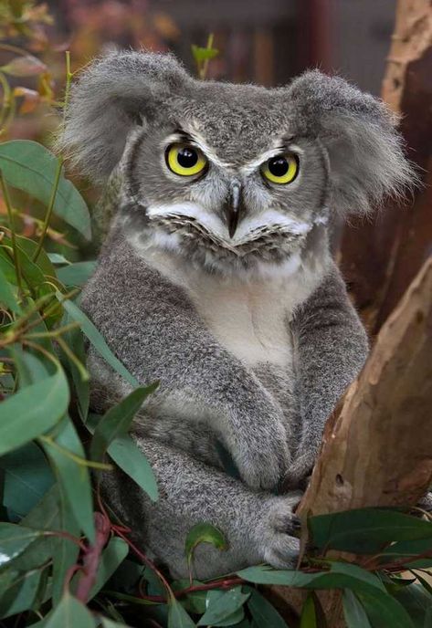 Koala Owl - very rare. - Imgur Animal Hybrids, Animal Mashups, Happy Journal, Photoshopped Animals, Hybrid Animals, Bizarre Animals, Supernatural Art, Surreal Photos, Imaginary Friend