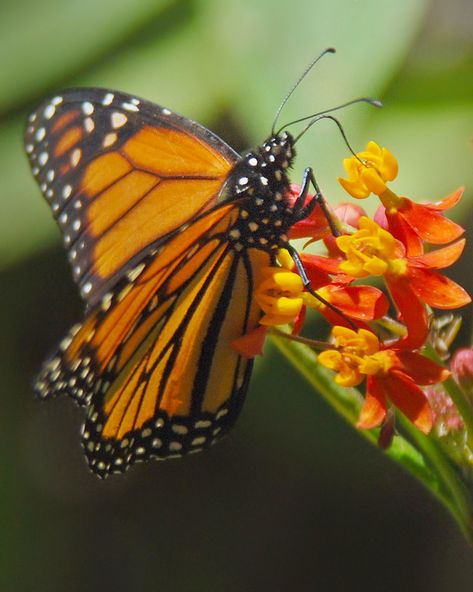 One way to control unwanted #insect #pests is to release populations of beneficial #insects. #Ladybugs, #PrayingMantises,  and #Trichogramma #Wasps are 3 types of insects we have available to purchase at Marshall Grain. Together, these good #bugs attack and devour nearly every type of harmful #bug you'll  in the #garden. This #spring, try using them instead of spraying #pesticides.  #pollinator #pollinate #pollinating #bees #honeybees #nativebees #bumblebees #butterflies #butterfly #insects Types Of Insects, Garden Centers, Organic Garden, Beneficial Insects, North Texas, Kitchen Garden, Pesticides, Growing Vegetables, Garden Center