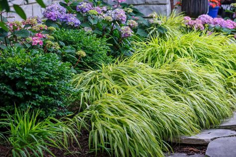 The 18 Best Plants to Grow in Zone 6a (-10 to -5 °F, -23.3 to -20.6 °C) Zone 6a Landscaping, Zone 6a Gardening, Beauty Texture, Yard Privacy, Virginia Bluebells, Drought Tolerant Perennials, Japanese Forest, Ornamental Grass, Yucca Plant