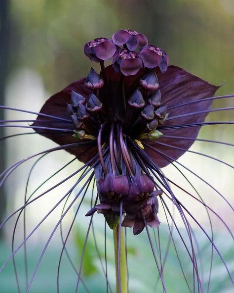 All You should know about Bat Flower Plant (Tacca Chantrieri) > how to care and characteristics 🌱 PlantIn 🌿 Our best expert are here for your plants! Black Bat Flower, Tacca Chantrieri, Farmer Gracy, Bat Plant, Big Indoor Plants, Understory Plants, Bat Flower, Goth Garden, Strange Flowers