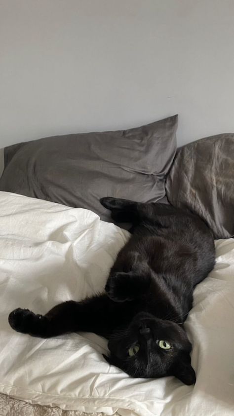 Incel Aesthetic, Black Cats Aesthetic, Black Cats Wallpaper, Pet Aesthetic, Black And White Cats, Black Cat Aesthetic, Pets 3, A Black Cat, Simple Aesthetic