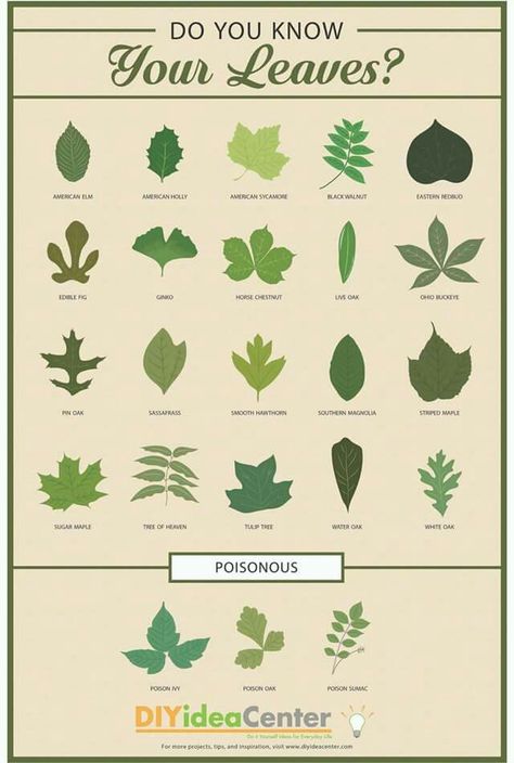 Plant Infographic, Leaf Identification Chart, Printable Trees, Plant Leaf Identification, Garden Science, Tree Leaf Identification, Different Types Of Leaves, Identifying Trees, Science Plants