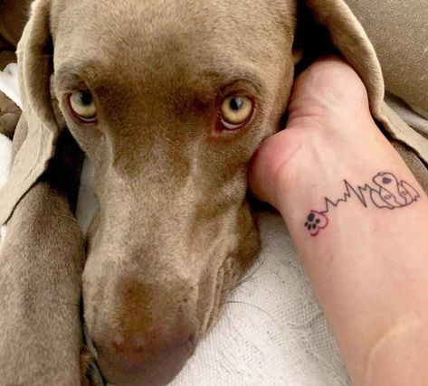 Weimaraner Tattoo, Weimaraner, Tattoo Idea, Print Tattoos, Paw Print Tattoo, Paw Print, Tattoos