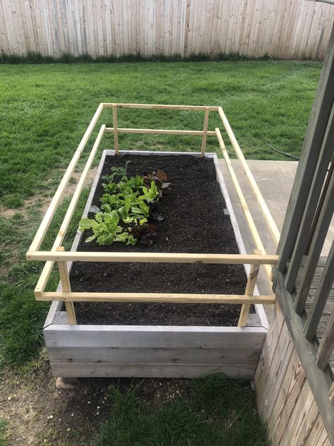 Our lettuce is looking good in our dog-proof garden box! Dog Proof Veggie Garden, Dog Proof Raised Garden Beds, Protect Garden From Dogs, Dog Proof Garden Beds, Dog Proof Flower Bed Ideas, Dog Proof Backyard Landscaping, Dog Proof Garden, Animal Proof Garden, Rainforest House