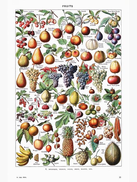 "Adolphe Millot - Fruits - Vintage french botanical illustration" Poster by Gardenlibrary | Redbubble Biology Poster, Adolphe Millot, Fruit Wall Art, Vegetable Prints, Illustration Botanique, Edvard Munch, Fruit Illustration, Botanical Poster, Scientific Illustration