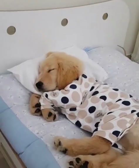 Dog Sleeping, A Dog, Polka Dot, Bed, Dogs