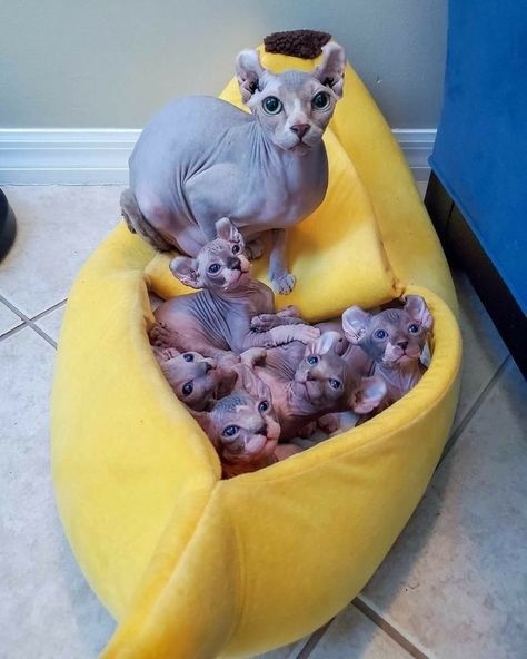 Goofy Images, Cat Rooms, Sphynx Kittens For Sale, Cute Hairless Cat, Katt Grejer, Chat Sphynx, Alien Cat, Hairless Cats, Sphynx Cats