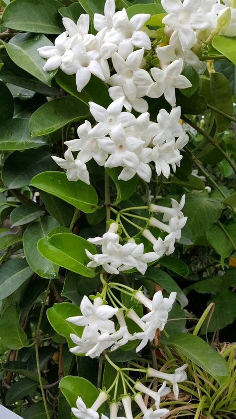 Syrian Jasmine Flower, White Jasmine Flower Aesthetic, Jasmine Flower Garden, Yasmin Flower, Madagascar Jasmine, Jasmine Tree, White Jasmine Flower, Mindset Therapy, Jasmine Plant