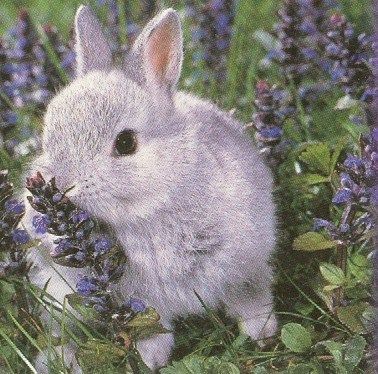 Grey rabbit with lavender Lavender Blossom, Lavender Bunny, Gray Rabbit, Gray Bunny, Grey Rabbit, Rabbit Wallpaper, Purple Bunny, Vampire Stories, Grey Bunny