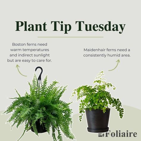 Boston Fern Indoor, Potted Ferns, Cat Safe Plants, Ferns Care, Indoor Planting, Types Of Ferns, Interior Design Plants, Maidenhair Fern, Plant Care Tips