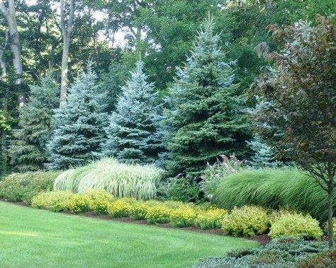 Helpful Ideas for Landscaping Property Lines New Paltz NY – Aztlan Outdoor Living Evergreen Landscape, Conifers Garden, Landscaping Trees, Privacy Trees, Privacy Plants, Privacy Landscaping, Landscaping With Boulders, Backyard Privacy, Garden Shrubs