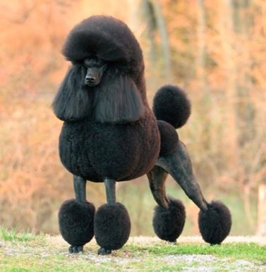 Puddle Dog, Anjing Poodle, Funny Poodle, Black Standard Poodle, Parti Poodle, Poodle Haircut, Poodle Toy, Poodle Cuts, Black Poodle