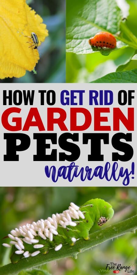 Is your organic garden being overrun with pests? Here’s how to get rid of bugs on plants in your garden- including the top 8 common garden pests! You don't have to use chemical to get rid of pests in your vegetable garden- here are natural ways to get rid of pests! Vege Garden, Garden Layout Vegetable, Courtyard Ideas, Garden Bugs, Backyard Farm, Beginners Gardening, Garden Board, Garden Insects, Organic Vegetable Garden