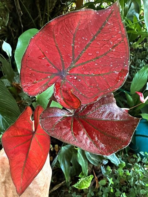 I just added a new item to eBay, Caladium Red Olive CD A6 19/11 Tropical Plant | Colly Dolly EXPRESS! #eBay #eBaySeller https://ebay.us/DPI8pp Colours Of Nature, Plant Seedlings, Planting Bulbs, Tropical Plants, Garden And Yard, Natural Color, Outdoor Gardens, Cd, Plants