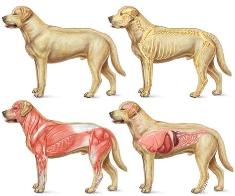 "Veterinary anatomy of the dog featuring the skeletal, muscular, and internal organs viewed from the left side" by Laurie O'Keefe - #LaurieO'Keefe #medicalillustrator #medicalillustration #veterinary #veterinaryillustration #vet #animalillustration #anatomy #dog #canine #dogillustration #dogart #color #naturalscience #illustration #scientificillustration #sciart #biology #scienceillustrator #science #scientific #medillsb Organ Anatomy, Veterinarian School, Veterinary Anatomy, Science Artwork, Anatomy Illustration, Dog Anatomy, Science Illustration, O Keefe, Animated Animals