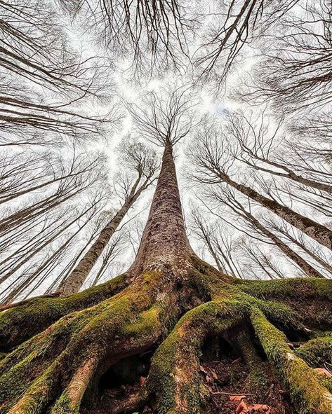 Spectrum Worms Eye View, Unique Trees, Forest Floor, Tree Forest, Beautiful Tree, Tree Art, Amazing Nature, Mother Earth, Nature Beauty