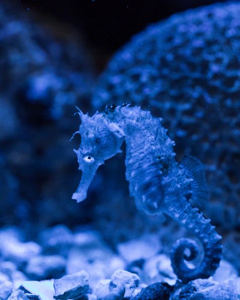 Blue Seahorse Did not know sea horses were blue. Description from pinterest.com… Zoo Aquarium, Blue Seahorse, Creature Marine, Under The Ocean, Underwater Sea, Underwater Animals, Underwater Art, Horse Aesthetic, Beautiful Sea Creatures