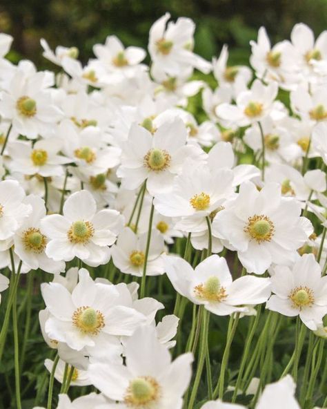 Anémone - Anemone Wedding Palette Blue, Anenome Flower, Farmer Gracy, Japanese Anemones, Autumn Flowering Plants, Flower Island, Japanese Anemone, White Anemone, London Garden