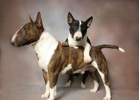 Mini Bull Terriers, English Dogs, Miniature Bull Terrier, Nanny Dog, Bully Dog, Labrador Retriever Puppies, English Bull Terriers, Bull Terriers, Bull Terrier Dog