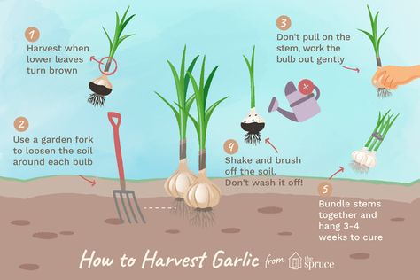 When To Pick Garlic, When To Harvest Garlic, Harvest Garlic, Store Garlic, Harvesting Garlic, How To Store Garlic, Planting Garlic, Garlic Seeds, Growing Garlic