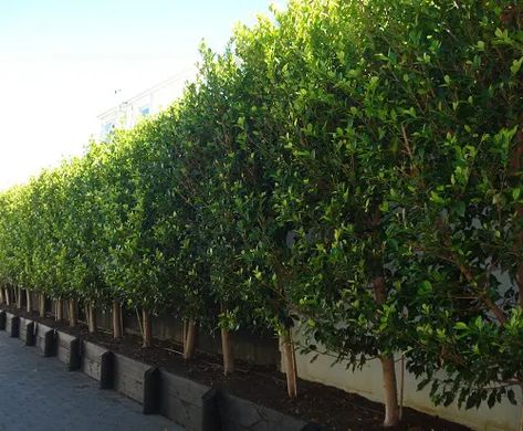 Plants You Can Grow Instead of a Fence for Privacy and Lush Green Look Ficus Tree Outdoor, Ficus Hedge, Pleached Trees, Ficus Microcarpa, Ficus Benjamina, Privacy Trees, Privacy Plants, Privacy Landscaping, Ficus Tree