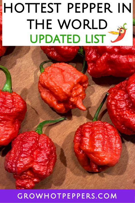 hottest pepper in the world list Garden Peppers, Growing Hot Pepper, Ghost Chili, Pepper Sauce Recipe, Chilli Plant, Mexican Chili, Growing Peppers, Hot Pepper Seeds, Hot Sauce Recipes