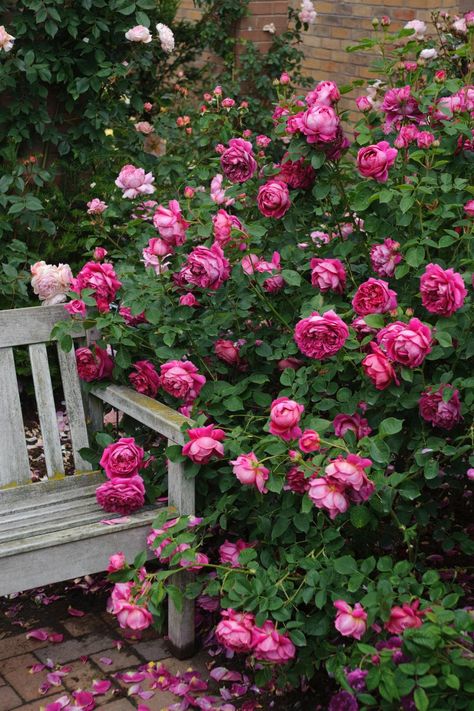 British rose breeder David Austin creates some of the most beautiful flowers in the world. Find out which roses are most in demand in American gardens. Shropshire England, Rose Garden Landscape, Pruning Roses, English Flowers, British Rose, Rose Garden Design, Hgtv Garden, Austin Rose, Fragrant Roses