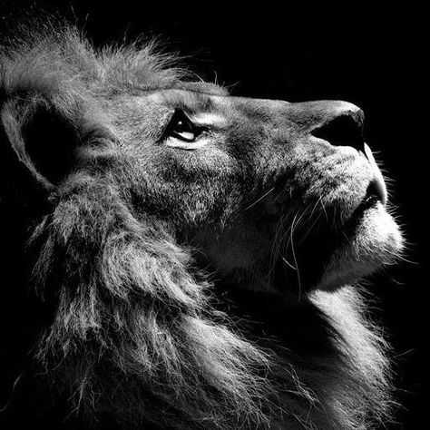 Leon Mirando Hacia Arriba (Leon looking upwards) Heart Of A Lion, Regnul Animal, Wallpaper Tumblr, Lion Of Judah, A Lion, White Photo, Narnia, The Lion, Big Cats