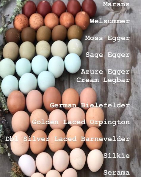 Egg Color Chart, Backyard Chicken Coop Plans, Backyard Chicken Farming, Chicken Life, Raising Backyard Chickens, Chicken Coop Designs, Chicken Garden, Chicken Coop Plans, Backyard Chicken Coops