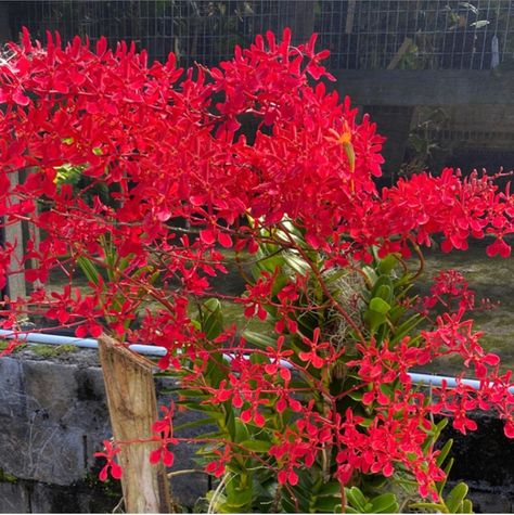 213 Likes, 6 Comments - Oahu Tropicals / 1-stop-aloha (@oahutropicals) on Instagram: “#renanthera #renantheraorchid #orchid #orchids #orchidcollection #orchidcollector #tropicalplants…” Hawaiian Flag, Red Clouds, Orchid Collection, Cattleya Orchid, Red Cloud, Cymbidium Orchids, Plant Cuttings, Red Dragon, Large Plants