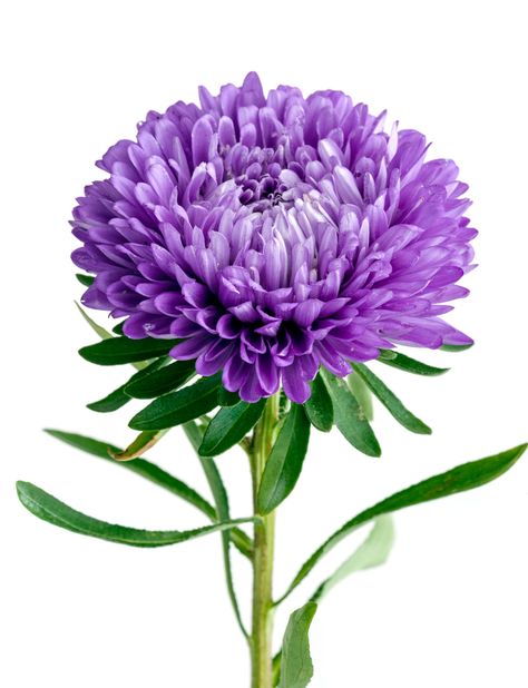 Single Purple Chrysanthemum Flower Violet Chrysanthemum, Crisantemo Tattoo, Purple Flower Names, Orange Chrysanthemum, Tiger Lily Flowers, Chrysanthemum Morifolium, Purple Flowering Plants, Fantasy Japan, Flower Chrysanthemum