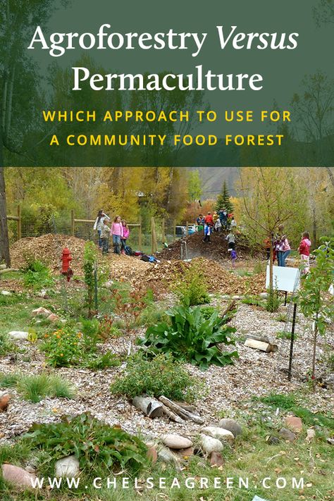 Agroforestry Design, Agroforestry Permaculture, Food Forest Design, Edible Forest, Food Forests, Backyard Food, Food Forest Garden, Permaculture Principles, Building A Community