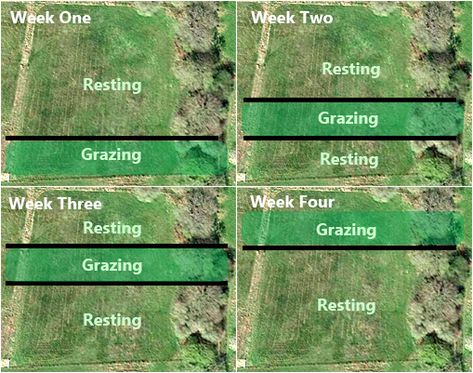 Grazing Systems - Inside-Out Hoofcare :: Equine Podiatrist Dorset Paddock Track System, 2 Acre Horse Farm Layout, Rotational Grazing Layout, 10 Acre Horse Farm Layout, Horse Pasture Layout, Paddock Paradise Layout, Horse Track System, Pasture Layout, Horse Farm Layout