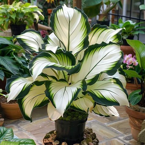 White And Green Plants, Creative Garden Decor, Indoor Plant Wall, Growing Fruit Trees, نباتات منزلية, Plant Care Houseplant, Inside Plants, Miniature Plants, Room Deco