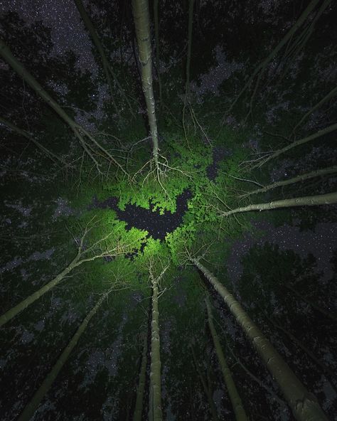 Photo by @michaelclarkphoto // Looking up through the Aspen forest canopy at night with the stars shining through the trees just off the… Adventure Time Funny, Aspen Forest, Canopy And Stars, Color Me Mine, Forest Canopy, Camping Photography, Outdoor Photographer, Night Forest, Adventure Photography