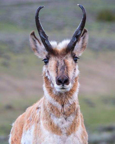 Yellowstone National Park on Instagram: "You're looking at the face of the fastest land mammal in North America! The North American pronghorn (Antilocapra americana) can reach a speed of up to 60 mph (97 Km/h) and is the surviving member of a group of animals that evolved in North America during the past 20 million years. However, it is not a true antelope, which is found in Africa and southeast Asia. Park biologists estimated there are roughly 500-600 pronghorn in and around the park. A key t Animal Groups, Unusual Animals, Extinct Animals, Animal Photos, Yellowstone National, Character Design References, Yellowstone National Park, Spirit Animal, Southeast Asia