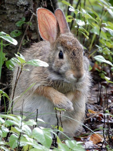 Eastern Cottontail, Cottontail Rabbit, Ottawa Ontario, Ontario Canada, Ottawa, Ontario, Little One, Lake, Animals