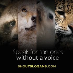 Save Wildlife Slogans, Save Animals Poster, Sphynx Kittens, Cute Dog Quotes, Elephant Photography, Save Wildlife, Animal Conservation, Cool Slogans, Cute Beagles