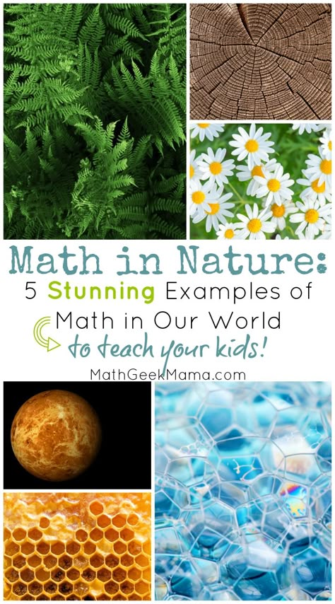 Do you notice math in the natural world? Do your kids? Learn about and explore the beauty of math in nature and then get outside to see it for yourself. Math In Nature, Maths In Nature, Math Art Projects, Fractals In Nature, Nature Lessons, Forest School Activities, Nature School, Outdoor Education, Math Art